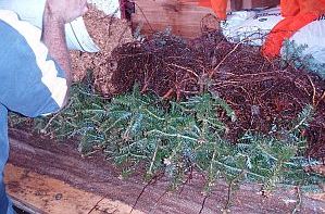 Damp sawdust added on top of the roots of balsam fir transplants  to keep them damp until planting